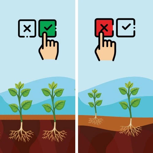 Формирование Идеальной Структуры Семенного Ложа